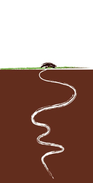 Rượu vang đỏ Lail Mole Hill Vineyard Cabernet Sauvignon 2009