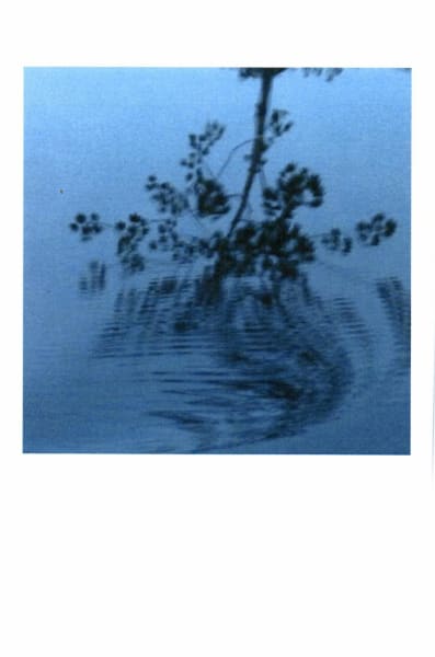Rượu vang đỏ Sine Qua Non Piranha Waterdance Syrah 2015